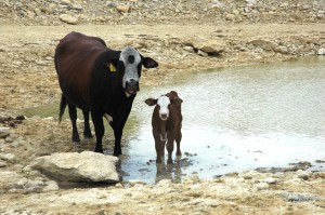 cattle-drought