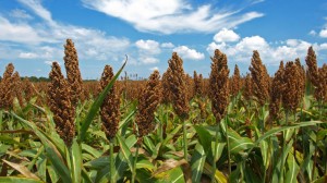 Sorghum1